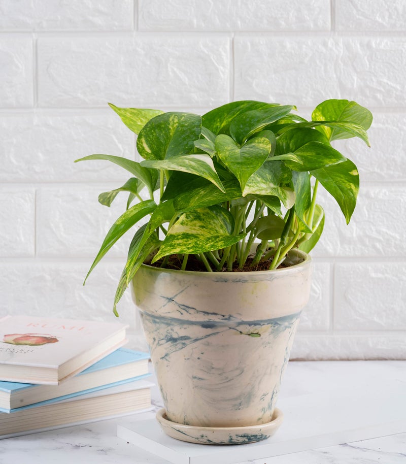 Nurturing Green® Ceramic Pot for Plants, Home & Indoor Decor | Pots for Indoor Plants (Color: Green | Size: 6 Inch Wide *5.5 Inch High | Comes with Bottom Tray) - [Plants are not Included] - Image 5