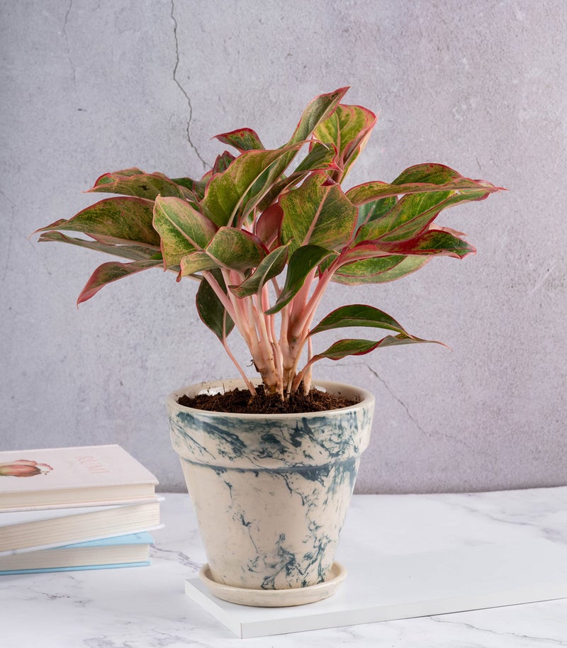 Nurturing Green® Ceramic Pot for Plants, Home & Indoor Decor | Pots for Indoor Plants (Color: Green | Size: 6 Inch Wide *5.5 Inch High | Comes with Bottom Tray) - [Plants are not Included] - Image 4