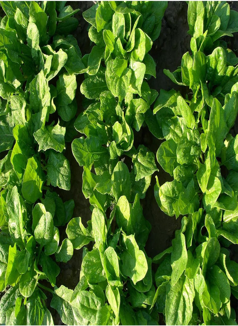 GGOOT - Spinach Viroflay F1 - 500 (55.5g's) Vegetable Seeds - French Heirloom Variety - Image 1