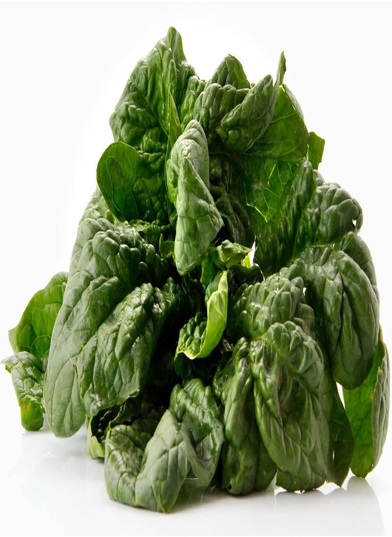 GGOOT - Spinach Viroflay F1 - 500 (55.5g's) Vegetable Seeds - French Heirloom Variety - Image 1
