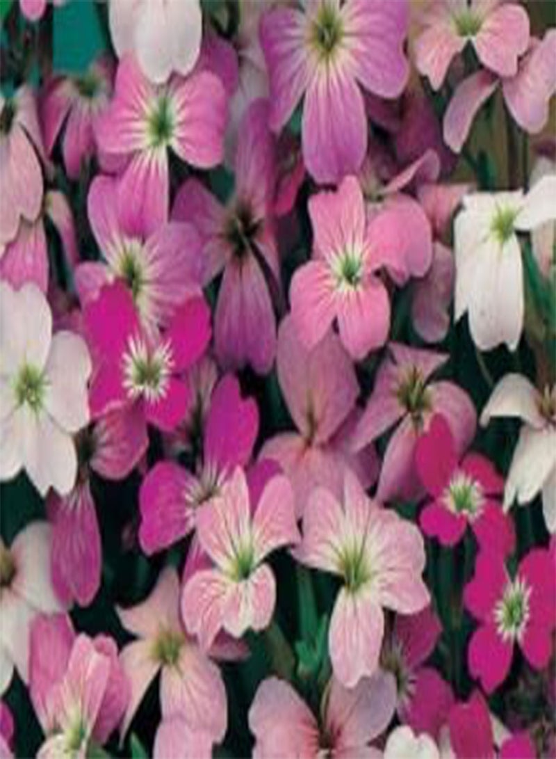 GGOOT 1 Pack of Stock Virginian Finest Mixed, Flower Seeds