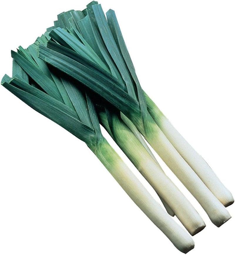 Burpee Dawn Giant Leek Seeds 500 seeds - Image 1