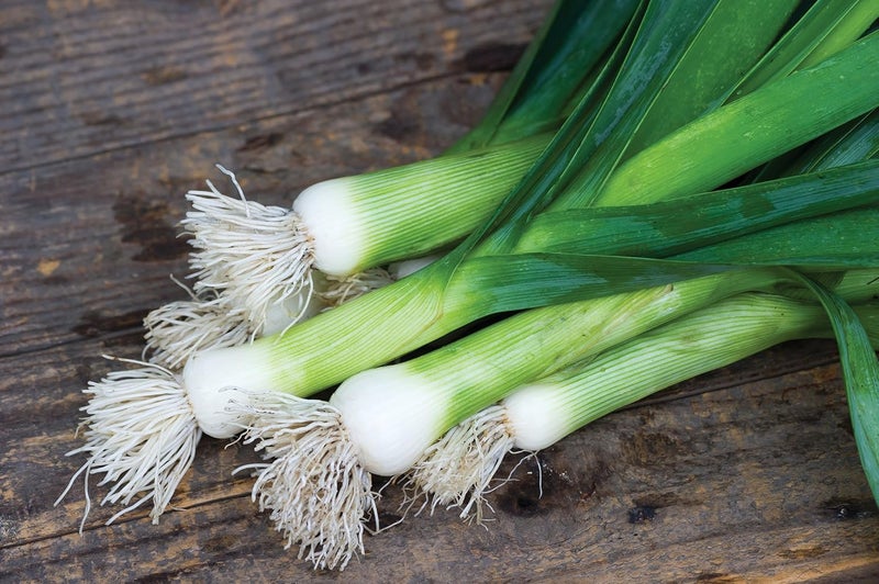 Burpee Dawn Giant Leek Seeds 500 seeds - Image 2
