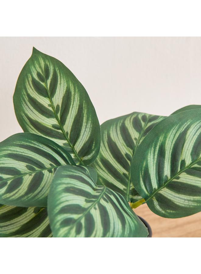 هوم بوكس نبات سيلو كالاتيا في وعاء - 9x7x18 سم - Image 2