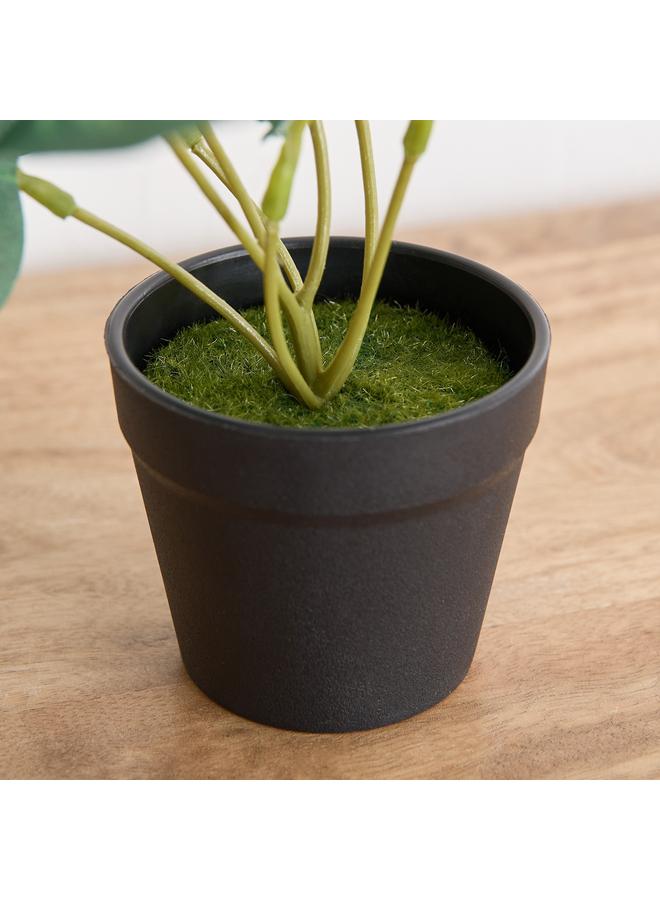 هوم بوكس نبات سيلو كالاتيا في وعاء - 9x7x18 سم - Image 3