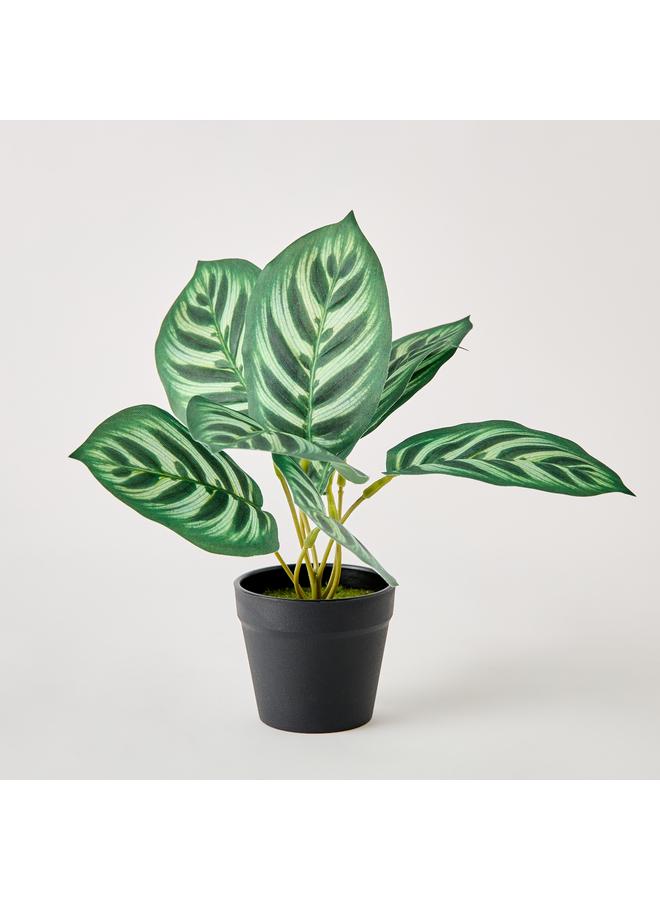 هوم بوكس نبات سيلو كالاتيا في وعاء - 9x7x18 سم - Image 5