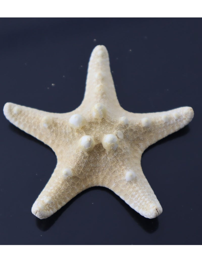 Generic Aquarium terrarium natural starfish shell 