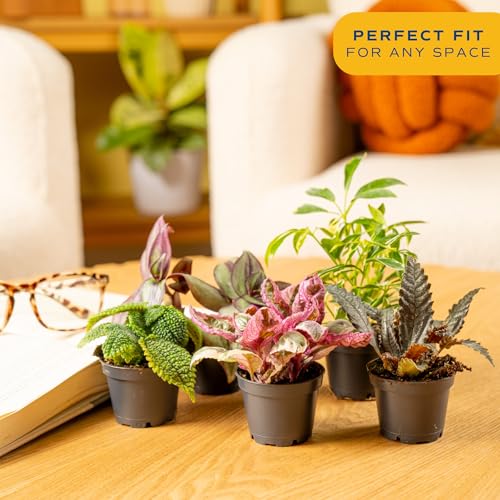 Costa Farms Mini Live Indoor Houseplants (20-Pack), Starter Plants in Nursery Pots, Assorted Foliage Mix (Varieties May Vary), Bulk Tiny Plants for DIY Terrariums, Party Favors, and Home Office Decor - Image 2