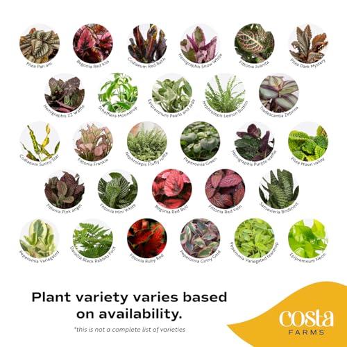 Costa Farms Mini Live Indoor Houseplants (20-Pack), Starter Plants in Nursery Pots, Assorted Foliage Mix (Varieties May Vary), Bulk Tiny Plants for DIY Terrariums, Party Favors, and Home Office Decor - Image 3