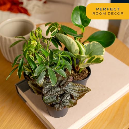 Costa Farms Mini Live Indoor Houseplants (20-Pack), Starter Plants in Nursery Pots, Assorted Foliage Mix (Varieties May Vary), Bulk Tiny Plants for DIY Terrariums, Party Favors, and Home Office Decor - Image 5