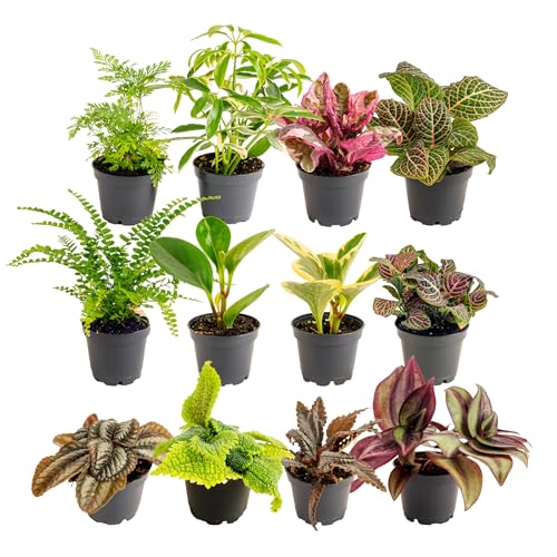 Costa Farms Mini Live Indoor Houseplants (20-Pack), Starter Plants in Nursery Pots, Assorted Foliage Mix (Varieties May Vary), Bulk Tiny Plants for DIY Terrariums, Party Favors, and Home Office Decor - Image 1
