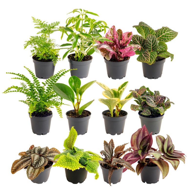 Costa Farms Mini Live Indoor Houseplants (20-Pack), Starter Plants in Nursery Pots, Assorted Foliage Mix (Varieties May Vary), Bulk Tiny Plants for DIY Terrariums, Party Favors, and Home Office Decor - Image 4