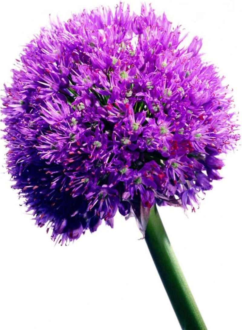 GGOOT 40 Pcs Purple Giant Allium Seeds Giganteum Onion Flower Planting Garden Decor - Image 5
