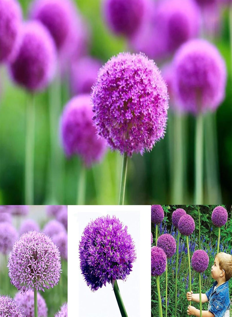 GGOOT 40 Pcs Purple Giant Allium Seeds Giganteum Onion Flower Planting Garden Decor - Image 1