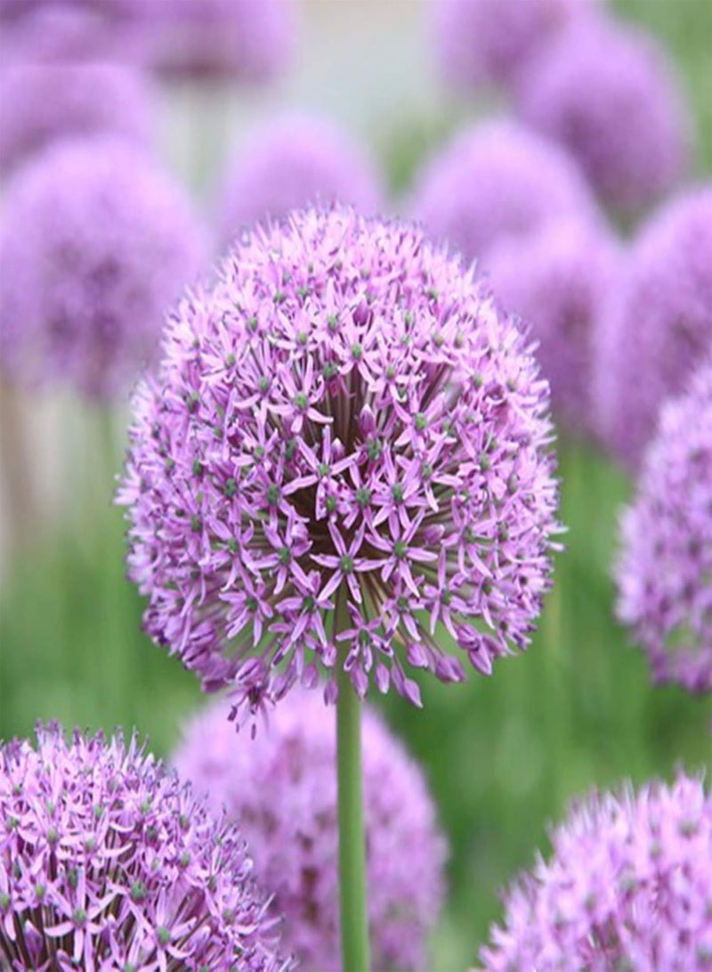 GGOOT 40 Pcs Purple Giant Allium Seeds Giganteum Onion Flower Planting Garden Decor - Image 3
