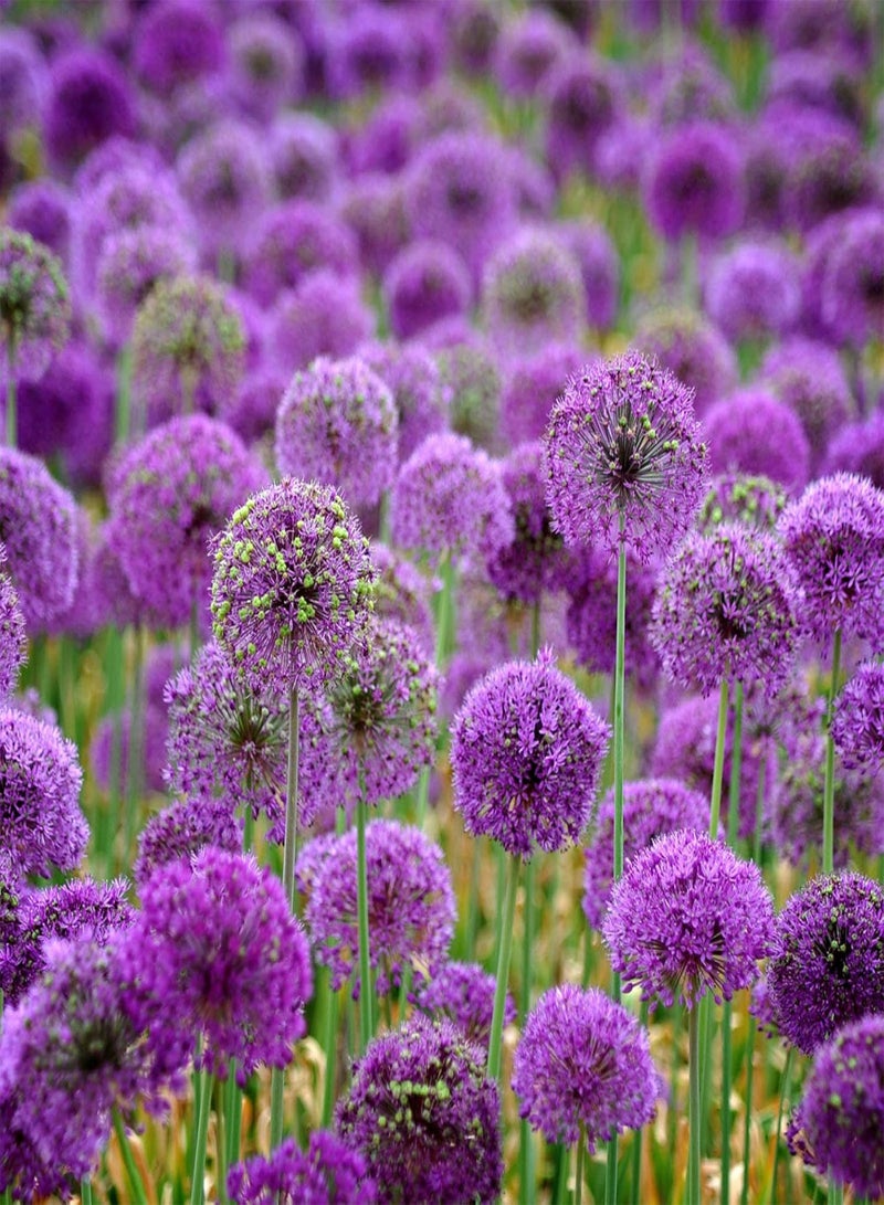 GGOOT 40 Pcs Purple Giant Allium Seeds Giganteum Onion Flower Planting Garden Decor - Image 2