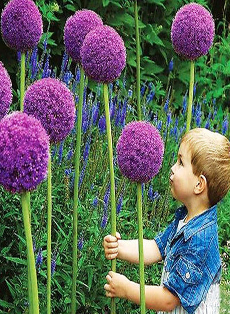 GGOOT 40 Pcs Purple Giant Allium Seeds Giganteum Onion Flower Planting Garden Decor - Image 4