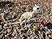 Crazy Bonez Skeleton Squirrel 7 Halloween Skeleton Animal Decoration with Bendable Tail Durable AllWeather Plastic Realistic Bone Detail for Indoor Outdoor Spooky Dcor and Garden Displays - Image 4