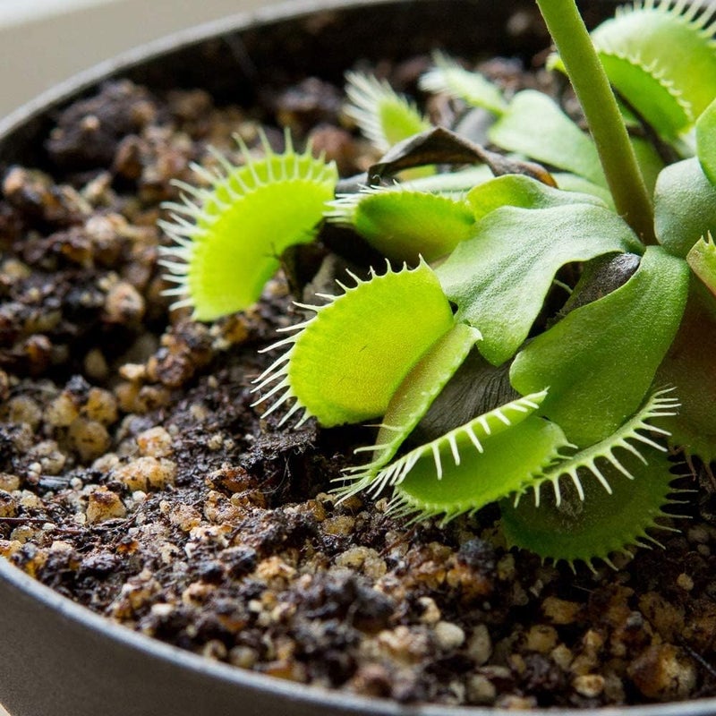 PERFECT PLANTS تربة النباتات آكلة اللحوم | مزيج عضوي ممتاز | استخدم مع مصائد فينوس، ونباتات الجرة، أو نباتات آكلة اللحوم الأخرى (4 كوارت)  - Image 5