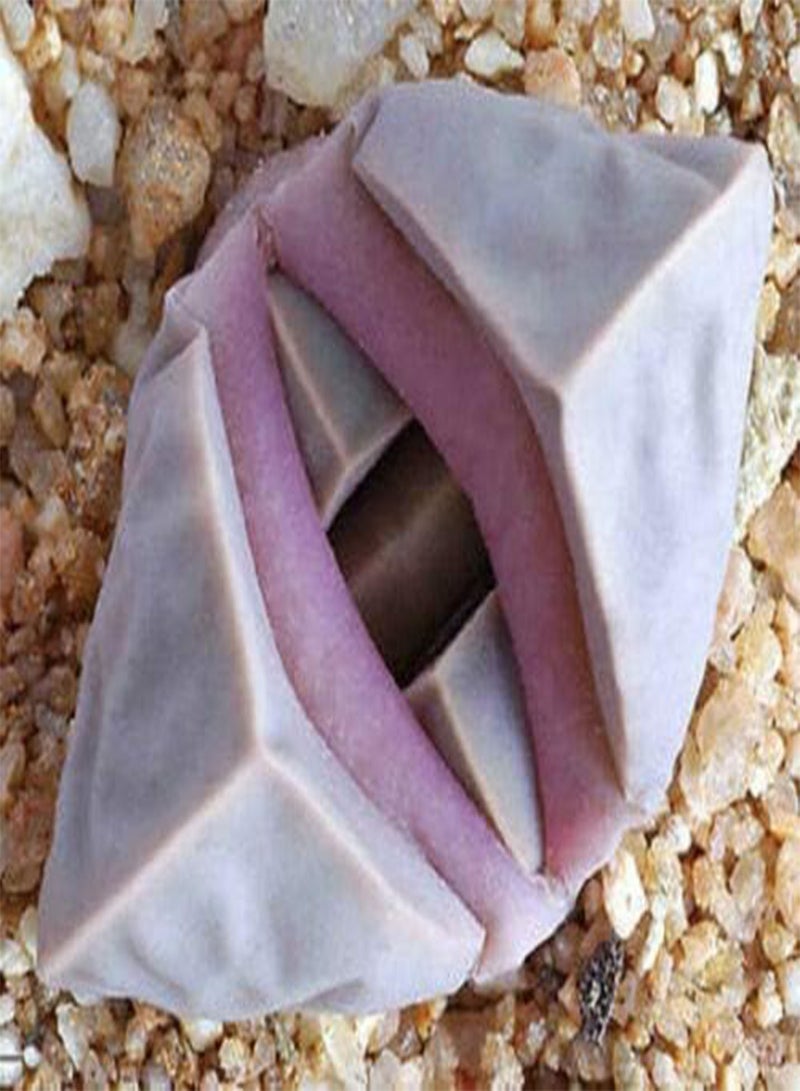 جي جوت Lapidaria margaretae نادر mesembs Living Stone Cacti بذور الصبار الغريبة 30 بذور