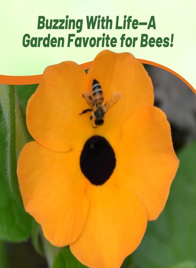 Outsidepride Sunrise Orange Thunbergia Black Eyed Susan Seeds - 100 Pcs Annual, Climbing Vine Flower Seeds for Planting Orange Blooms for Low Maintenance Gardens, Containers, Trellis & Fences - Image 5