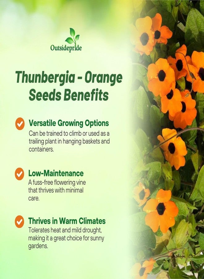 Outsidepride Sunrise Orange Thunbergia Black Eyed Susan Seeds - 100 Pcs Annual, Climbing Vine Flower Seeds for Planting Orange Blooms for Low Maintenance Gardens, Containers, Trellis & Fences - Image 3