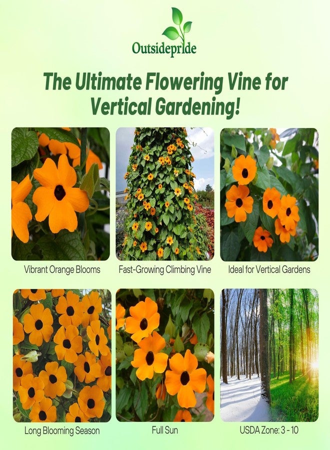 Outsidepride Sunrise Orange Thunbergia Black Eyed Susan Seeds - 100 Pcs Annual, Climbing Vine Flower Seeds for Planting Orange Blooms for Low Maintenance Gardens, Containers, Trellis & Fences - Image 2
