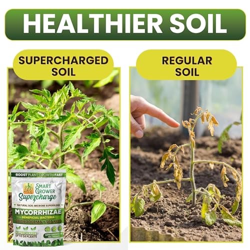 Smart Grower Mycorrhizal Fungi with Beneficial Bacteria, Trichoderma, Sea Kelp, Molasses, Yucca, Smart Grower Supercharge Plant Root Enhancer 8oz Super Concentrate Powder Makes 100 Gallons - Image 3