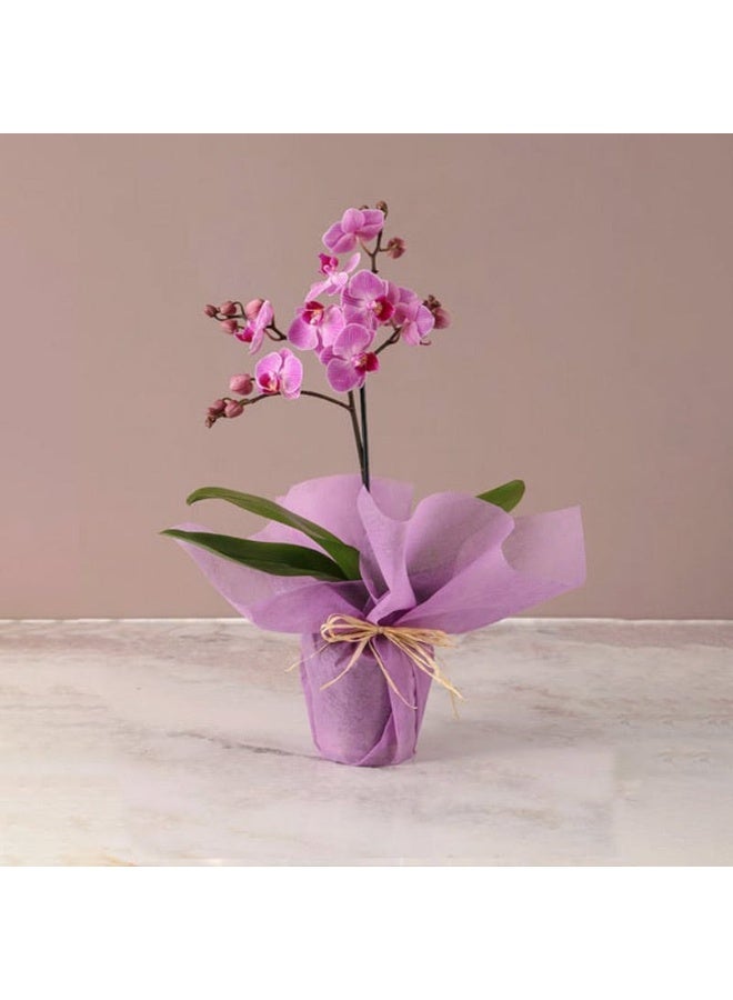 Buy Any Flowers Mini Purple Orchid Plant In Pink Wrapping