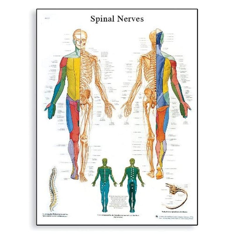 3B Scientific VR0621UU Glossy Paper Lehrtafel Das Periphere Nervensystem Anatomical (Spinal Nerves Anatomical Chart, German), Poster Size 20" Width x 26" Height - Image 3