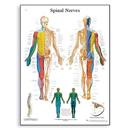 3B Scientific VR0621UU Glossy Paper Lehrtafel Das Periphere Nervensystem Anatomical (Spinal Nerves Anatomical Chart, German), Poster Size 20" Width x 26" Height - Image 1