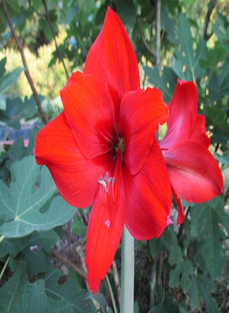جي جوت 2rote Amaryllis Zwiebeln Machen Schnittblumensträuße für die langfristige Erhaltung einzelner Pflanzen Oder großflächiger Pflanzeffekte Gut geeignet für alle Aussichten auf Gardenterrassen - Image 2