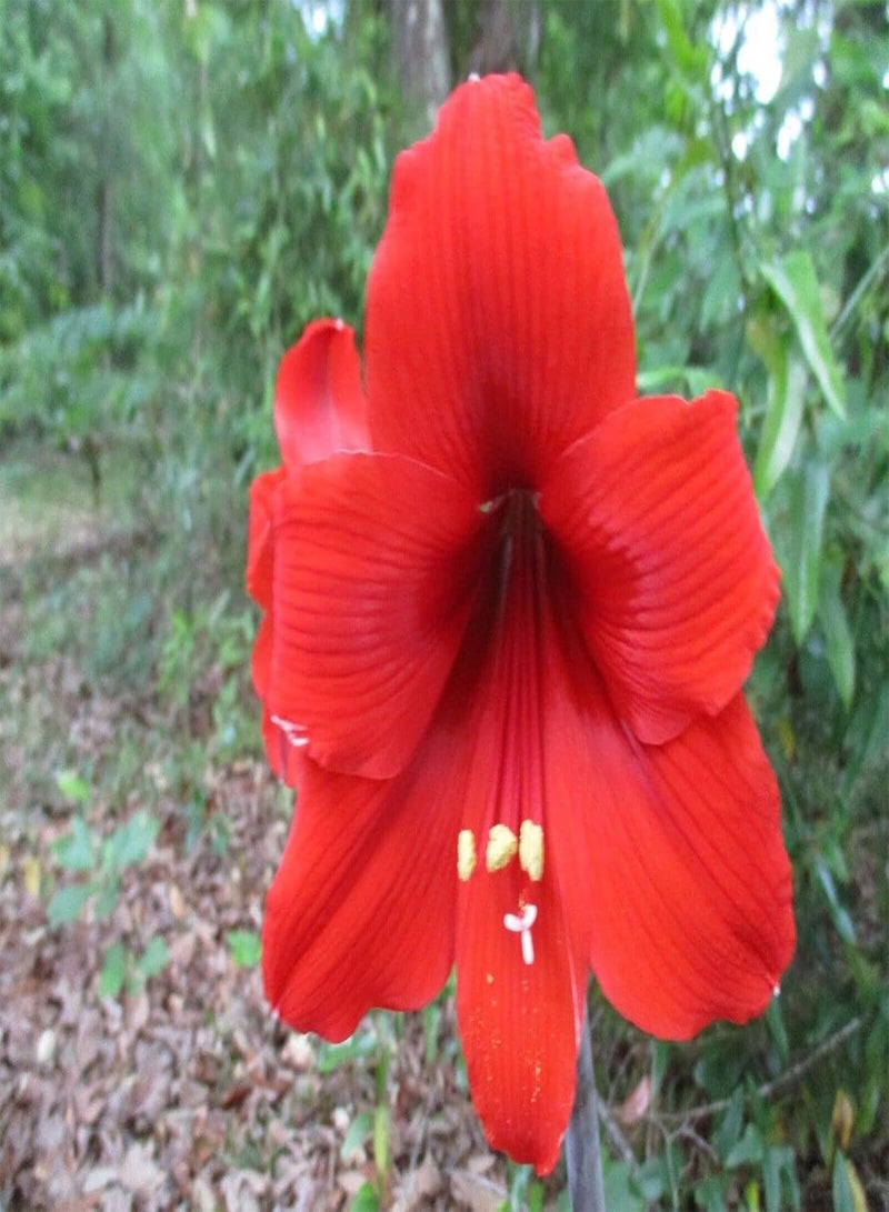 جي جوت 2rote Amaryllis Zwiebeln Machen Schnittblumensträuße für die langfristige Erhaltung einzelner Pflanzen Oder großflächiger Pflanzeffekte Gut geeignet für alle Aussichten auf Gardenterrassen - Image 1