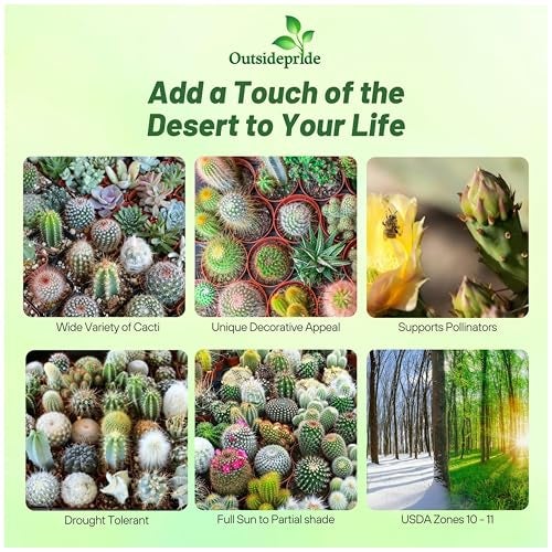 Outsidepride Mix Cactus Seeds - 1000 Pcs Perennial, Drought-Tolerant & Low Maintenance Succulent Seeds for Planting Blooms with Thick & Fleshy Stems for Sunny Gardens & Windowsills - Image 2