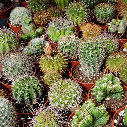 Outsidepride Mix Cactus Seeds - 1000 Pcs Perennial, Drought-Tolerant & Low Maintenance Succulent Seeds for Planting Blooms with Thick & Fleshy Stems for Sunny Gardens & Windowsills - Image 1