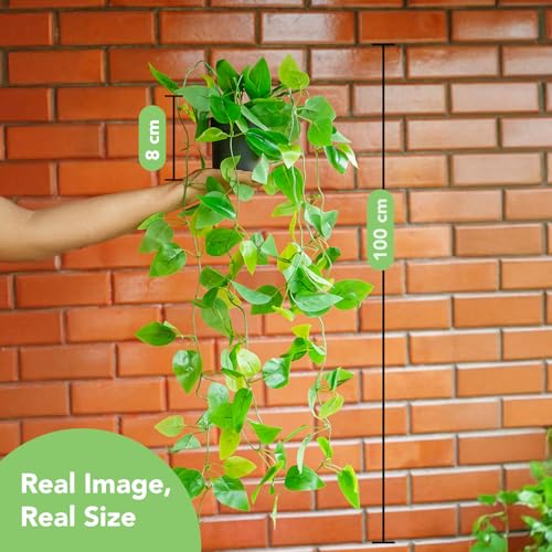 Ekhasa Nostrae Golden Pothos Hanging Artificial Plants with Pot (Set of 2) | Money Plant Artificial Hanging Plants for Decor | Falling Creepers Climbers Fake Vines with Hanging Pots (Devil's Ivy) - Image 3
