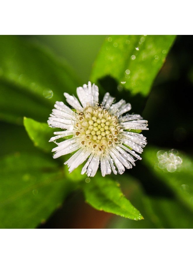 إياسا هوليستسكس مسحوق بهرينجراج العضوي (إكليبتا ألبا)، بهرينجراج، العناية بالشعر العشبي الطبيعي، مكونات زيت الشعر بنفسك، جودة ممتازة 227 جم (8 أونصة) (0.5 رطل) - Image 3