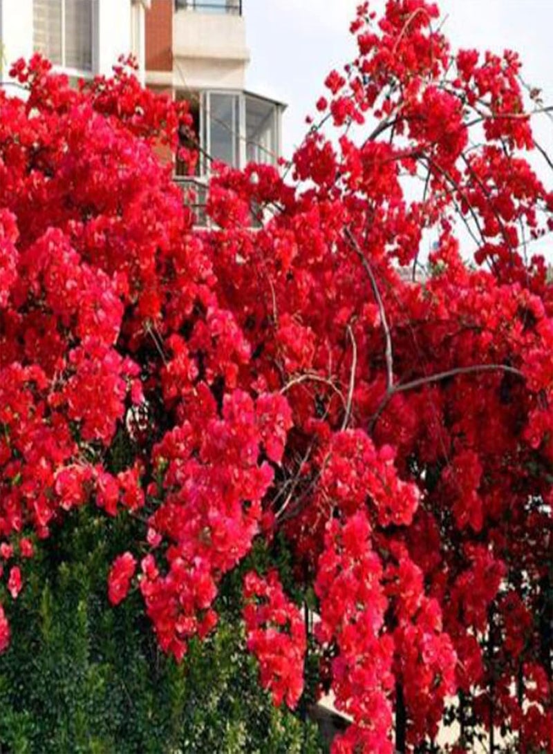 GGOOT Bougainvillea Seeds 100Pcs/Bag Bougainvillea Seeds Neutral Climbing Medium Sun Georgic Seeds for Yard Red - Image 1