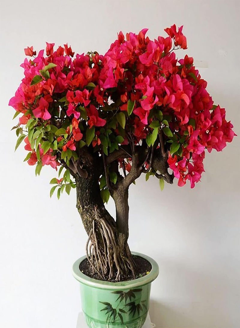 GGOOT Bougainvillea Seeds 100Pcs/Bag Bougainvillea Seeds Neutral Climbing Medium Sun Georgic Seeds for Yard Red - Image 2