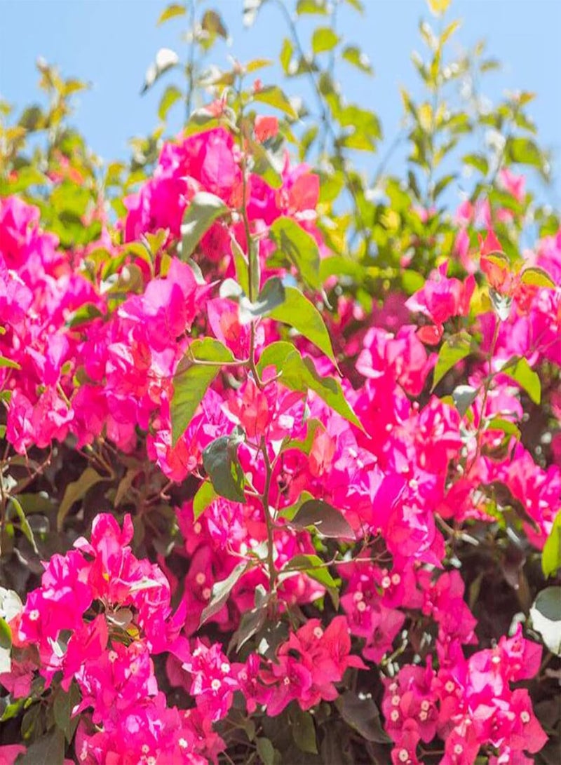 GGOOT Bougainvillea Seeds 100Pcs/Bag Bougainvillea Seeds Neutral Climbing Medium Sun Georgic Seeds for Yard Red - Image 5