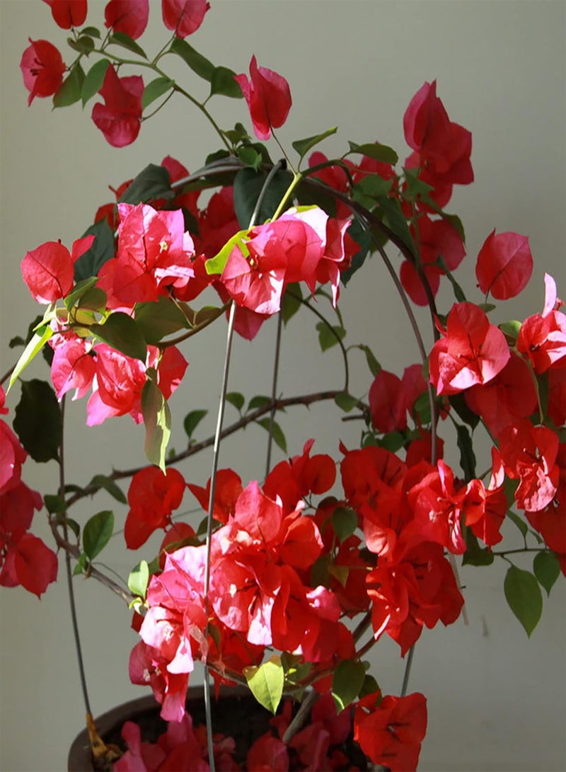 GGOOT Bougainvillea Seeds 100Pcs/Bag Bougainvillea Seeds Neutral Climbing Medium Sun Georgic Seeds for Yard Red - Image 3