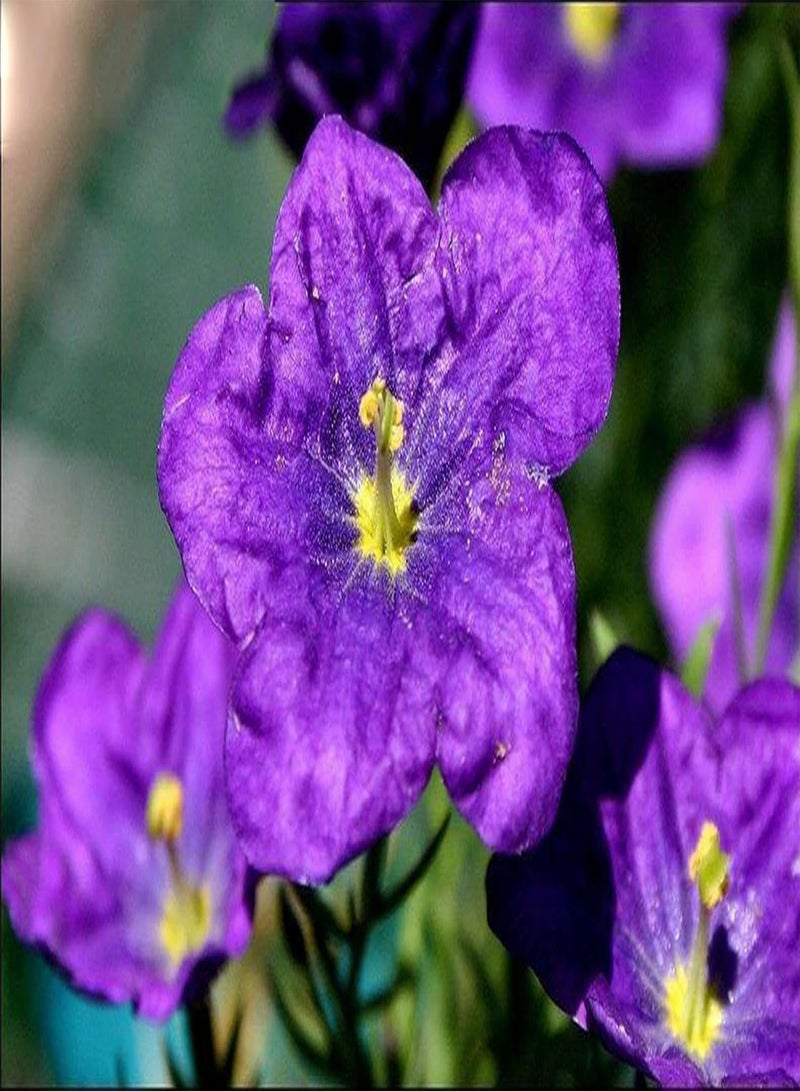 GGOOT Vsorce4u 60 pcs  Purple Robe - Seeds - Nierembergia Hippomanica - Hanging Baskets - Flower Seeds for Planting Garden Yard Patio - Image 3