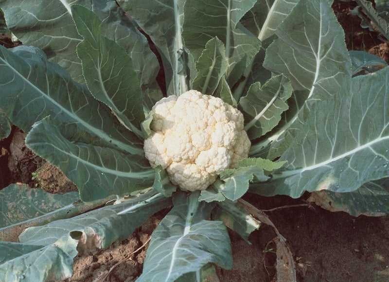 Burpee Early White Hybrid Cauliflower Seeds 100 seeds - Image 2
