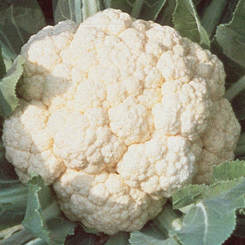 Burpee Early White Hybrid Cauliflower Seeds 100 seeds - Image 1