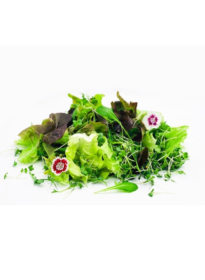 Lettuce Salad Summer Asian - 100g