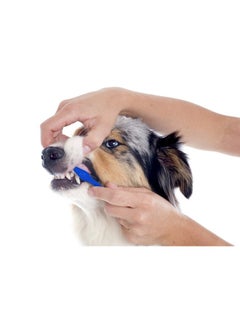 Dog Toothbrush Set - pzsku/ZA655CDABA68ADED5CE8EZ/45/_/1737031572/4b90da50-e77c-47a7-9b31-2cfe63ef577b