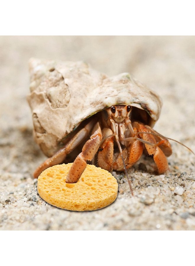 Cunhill 12 Pieces Hermit Crab Sponges Pet Crab Sea Sponges Unbleached Hermit Crab Supplies Sponge Provide Nutrients Crab Sponges Hermit Crab Accessories for Maintaining Hermit Crab Tank Humidity Supplies - Image 4