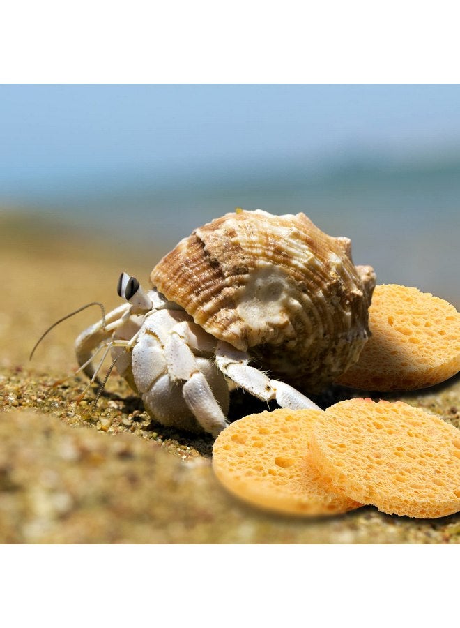 Cunhill 12 Pieces Hermit Crab Sponges Pet Crab Sea Sponges Unbleached Hermit Crab Supplies Sponge Provide Nutrients Crab Sponges Hermit Crab Accessories for Maintaining Hermit Crab Tank Humidity Supplies - Image 3