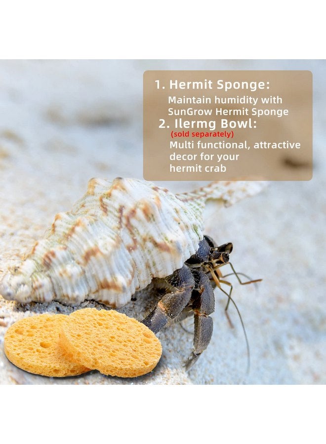 Cunhill 12 Pieces Hermit Crab Sponges Pet Crab Sea Sponges Unbleached Hermit Crab Supplies Sponge Provide Nutrients Crab Sponges Hermit Crab Accessories for Maintaining Hermit Crab Tank Humidity Supplies - Image 5