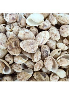 Real Sea Shell 250 gr Pack Bulla Ampula